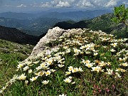 45 Bouquet di  Camedrio alpino (Dryas octopetala)  con vista su Val Serina-Brembana e la pianura
